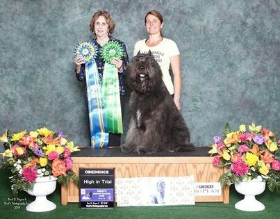 High Scoring Dog in Regular Classes and High Scoring Champion of Record in Regular Classes